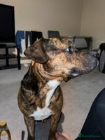 Staffordshire Bull Terrier dogs Can you keep the pace with ACE - Advert 3