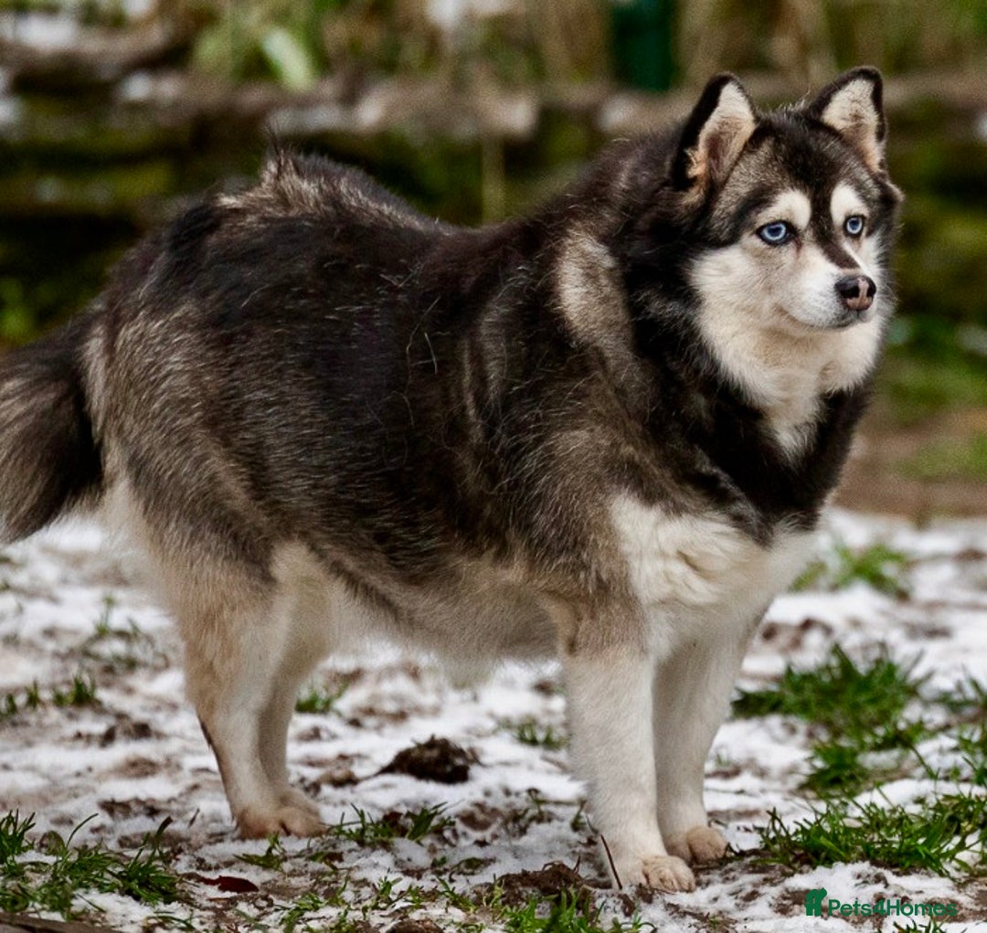 Pomsky dogs for adoption: GERA – Stunning blue-eyed Pomsky - Advert 3