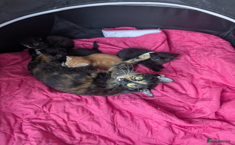 Mixed Breed cats - Advert 4