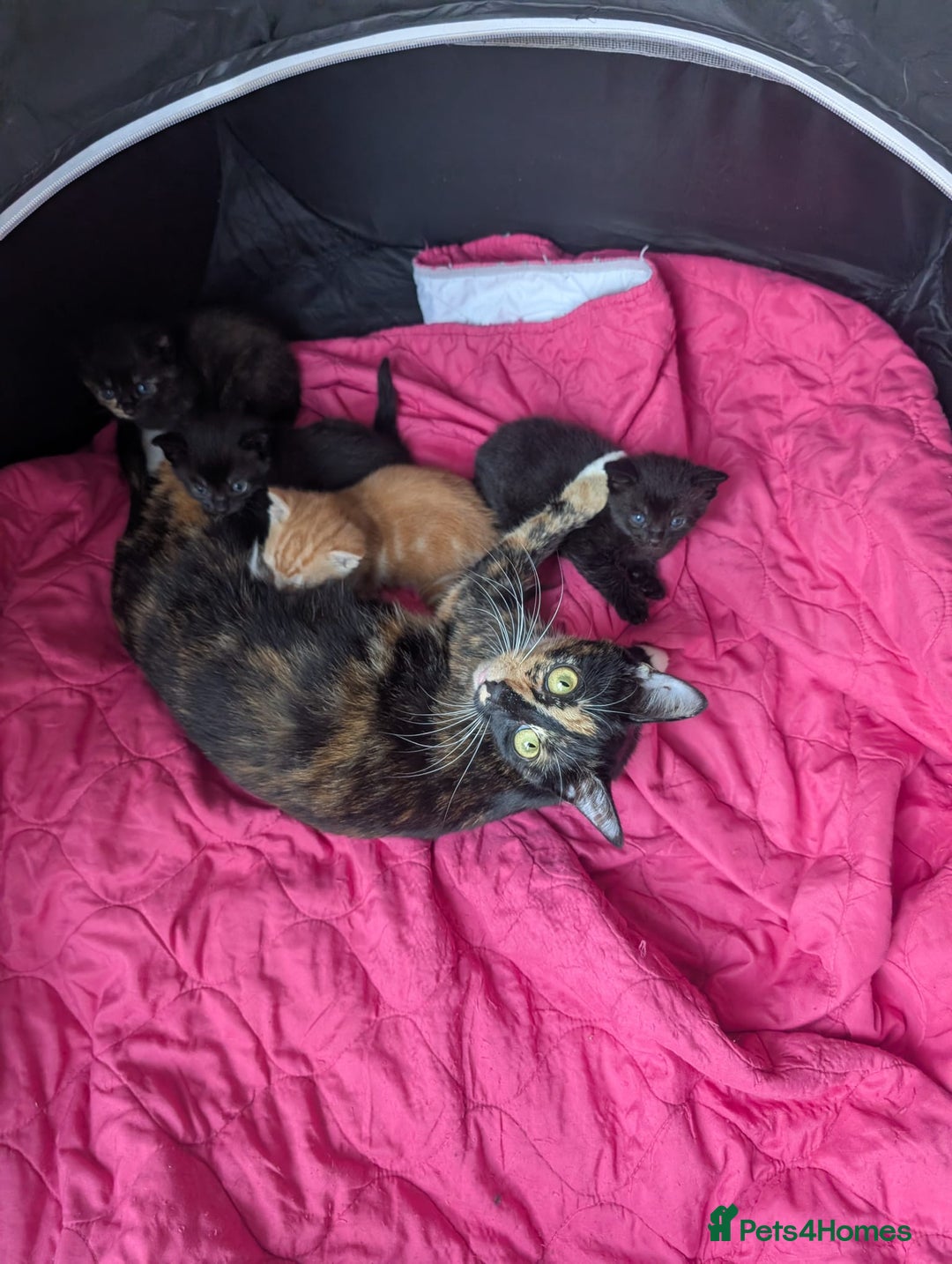 Mixed Breed cats for sale: Kittens for sale - Image 1