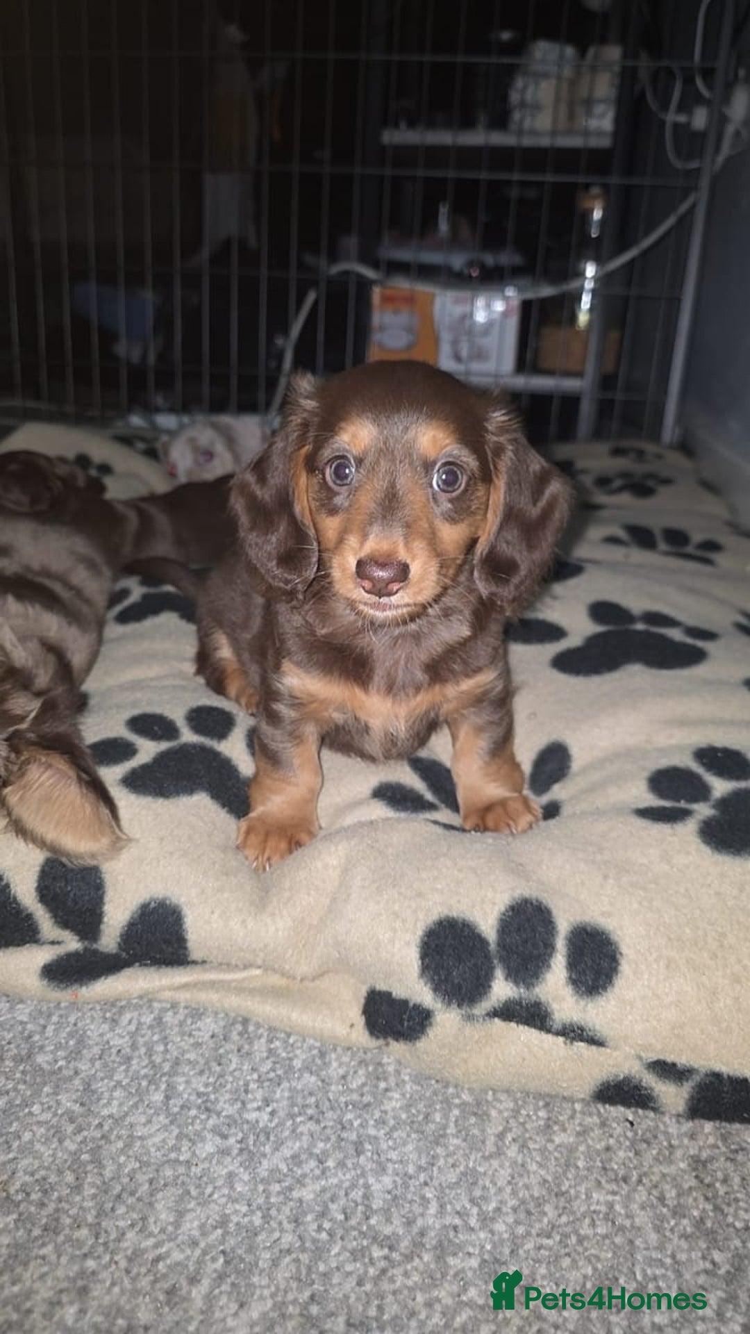 Miniature Dachshund dogs for sale: Meet Your New Friend Miniature Dachshund Pups! - Advert 4