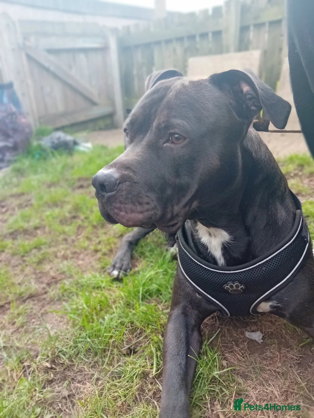 Mixed Breed dogs for sale: Milo, just over a year old. in Brighouse - Advert 2