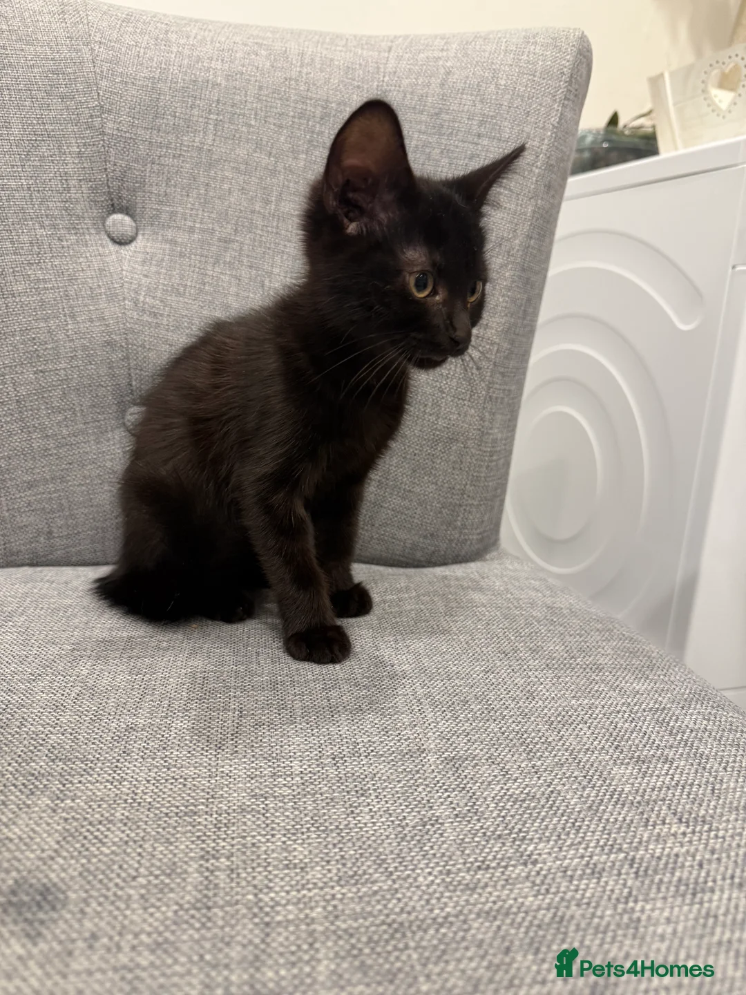 Mixed Breed cats for sale: Kittens are ready to go to new homes  - Advert 6
