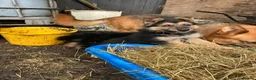 German Shepherd dogs for sale: German Sheperd female pup - Advert 1