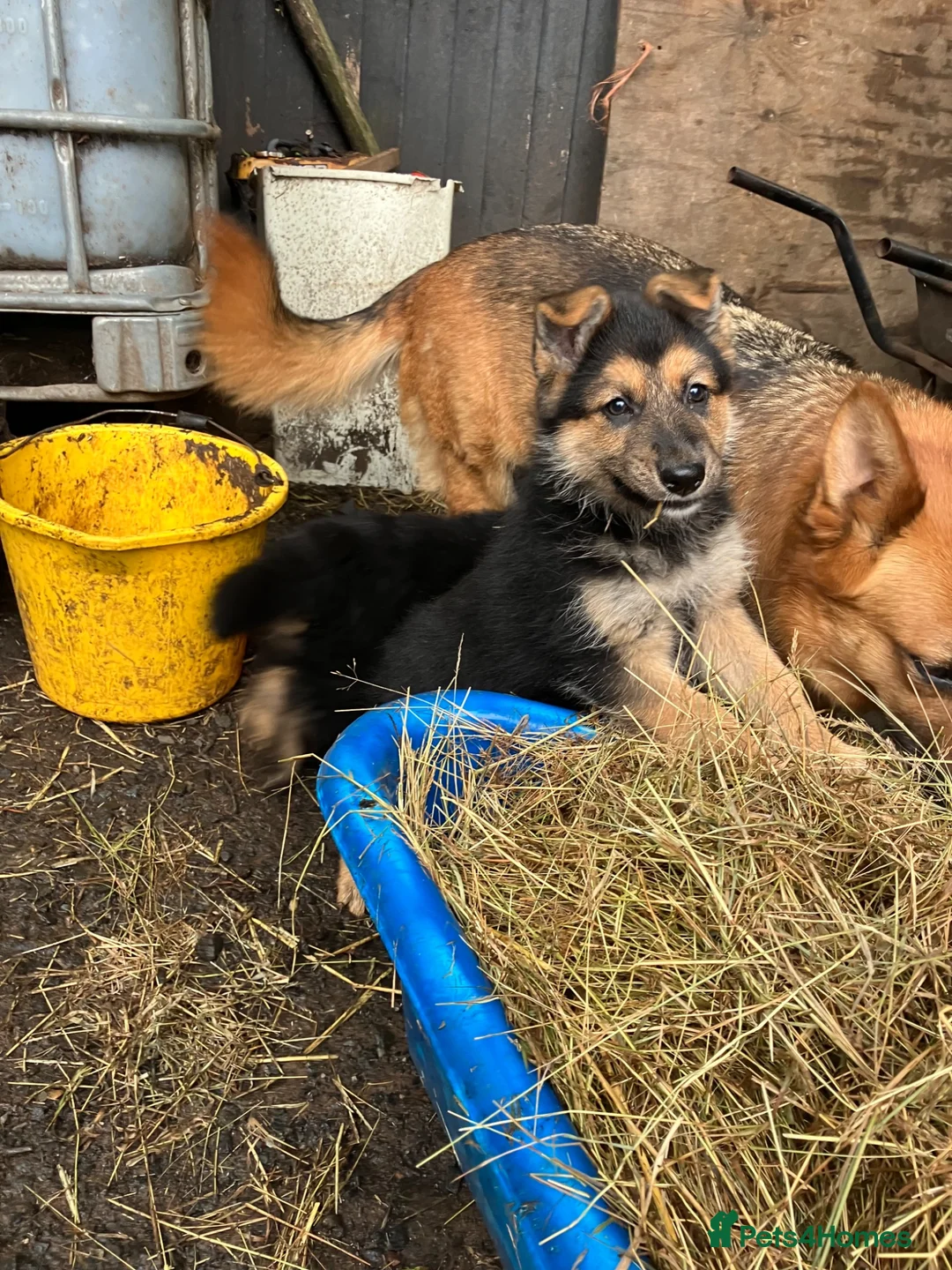 German Shepherd dogs for sale: German Sheperd female pup - Advert 1