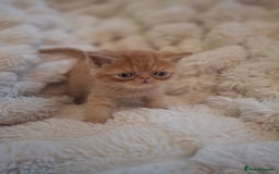 Exotic cats for sale: Beautiful Exotic kittens💫 - Image 5