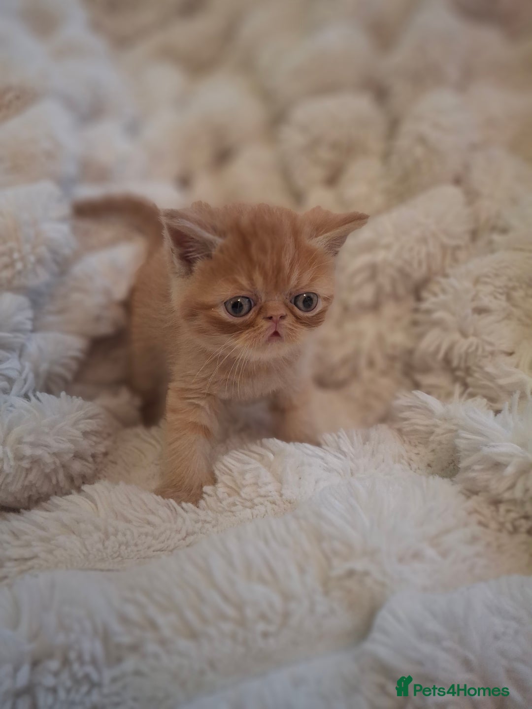 Exotic cats for sale: Beautiful Exotic kittens💫 - Image 5