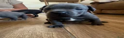 Staffordshire Bull Terrier dogs for sale:  kc registered puppies amazing bloodline in Basildon - Advert 5