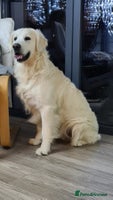 Golden Retriever dogs One gorgeous girl available. Ready now! - Advert 2