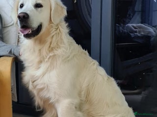 Golden Retriever dogs - Advert 5
