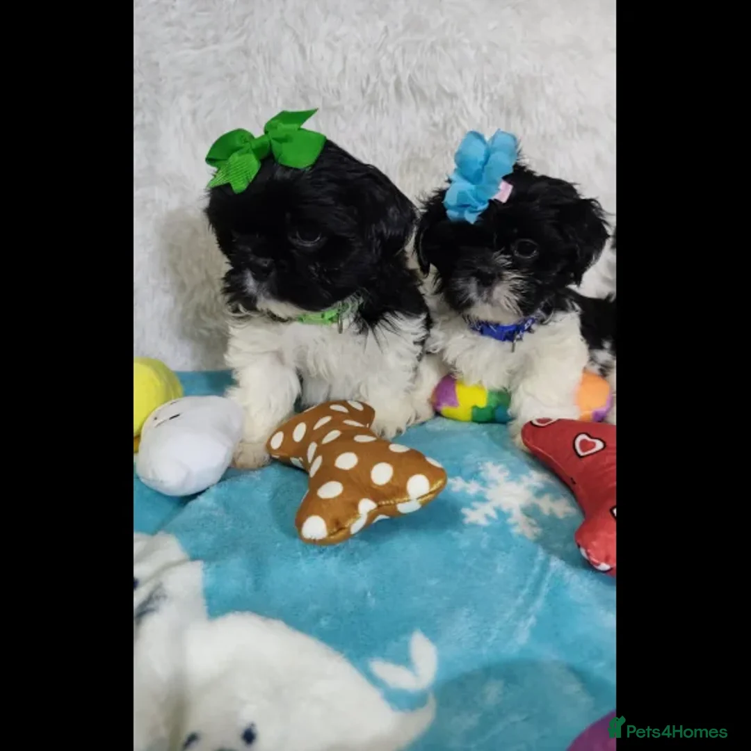 Shih Tzu dogs for sale: Shih Tzu puppies - Image 7