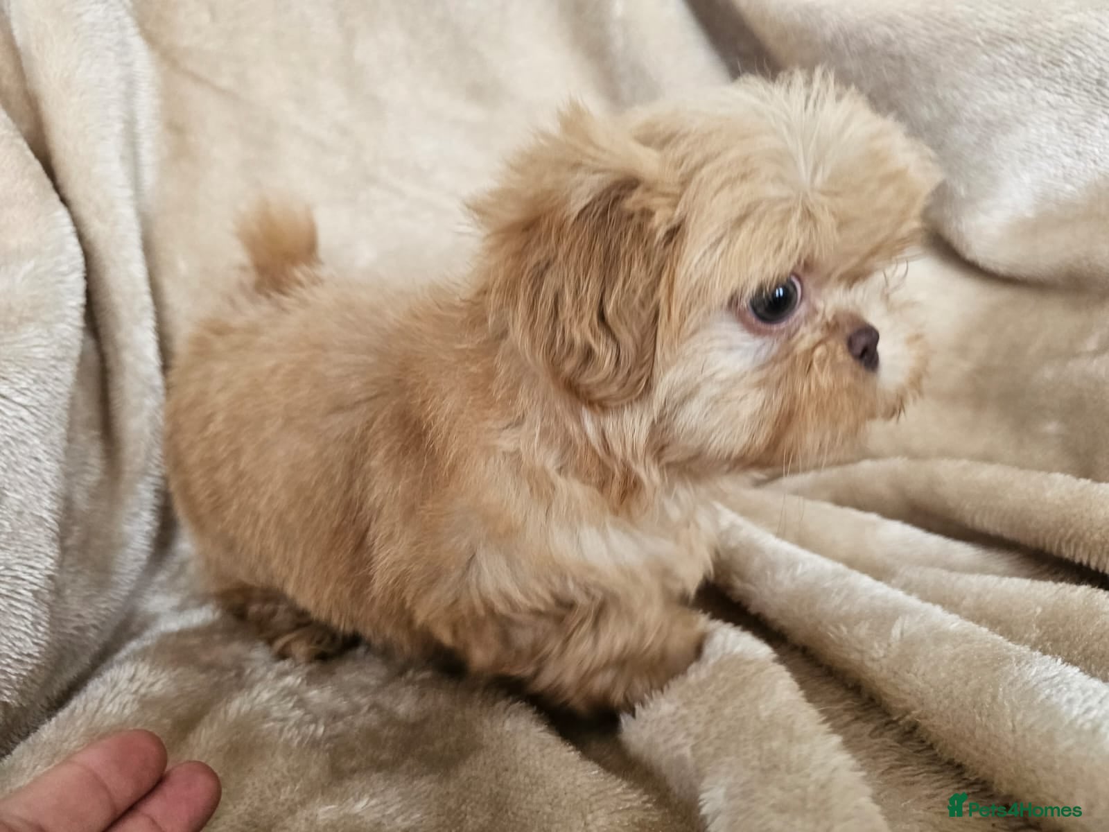 Shih Tzu dogs Ready now  - Advert 10