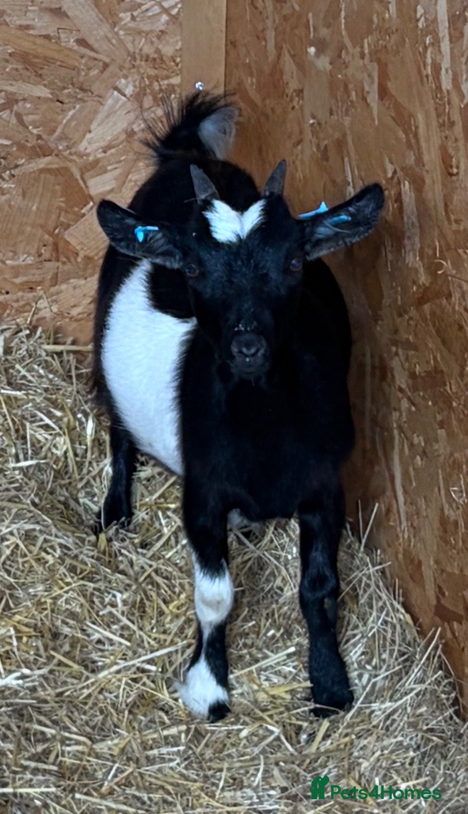 Goats livestock Beautiful Pygmy nanny kids - Advert 6