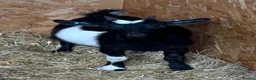 Goats livestock for sale: Beautiful Pygmy nanny kids - Advert 2