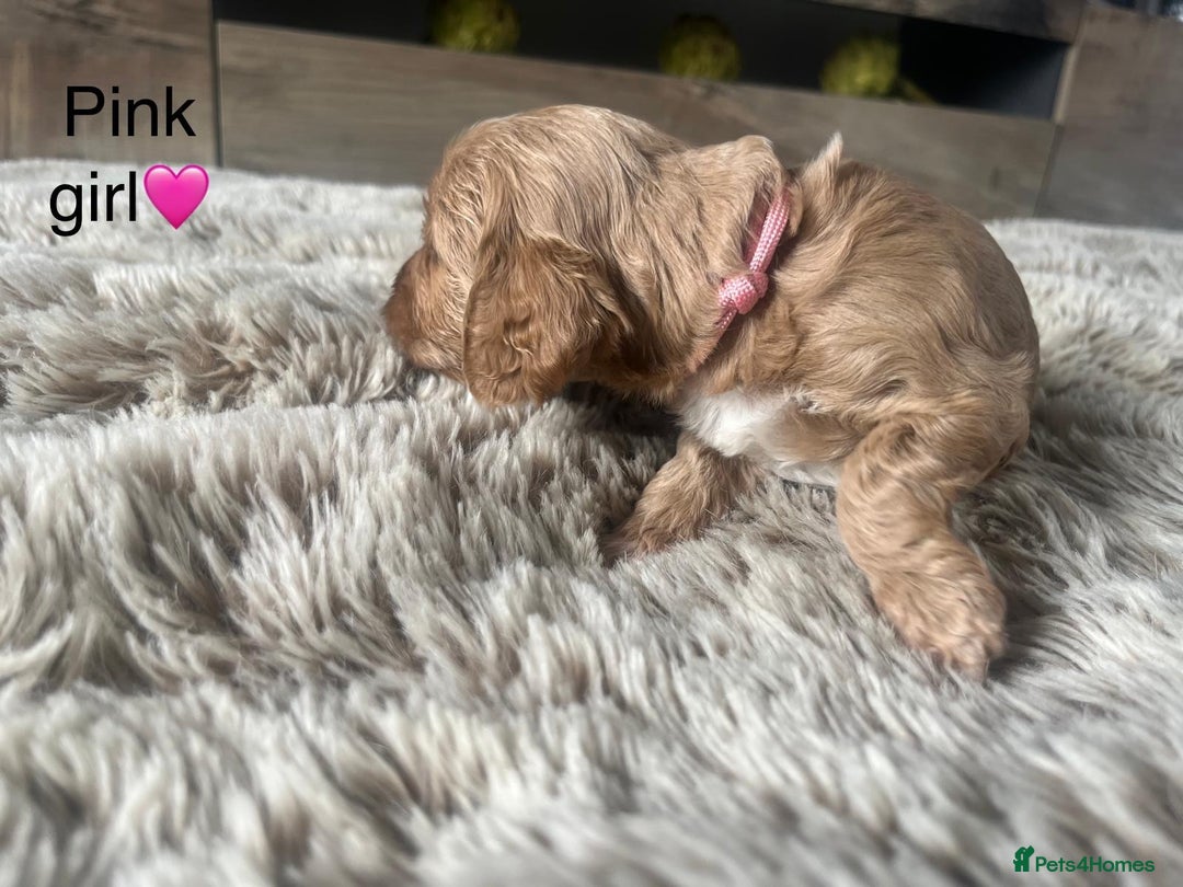 Cavapoo dogs for sale: ⭐️F1B COCKAPOO PUPS⭐️ - Image 17