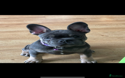French Bulldog dogs for sale: Female frenchie  - Image 7