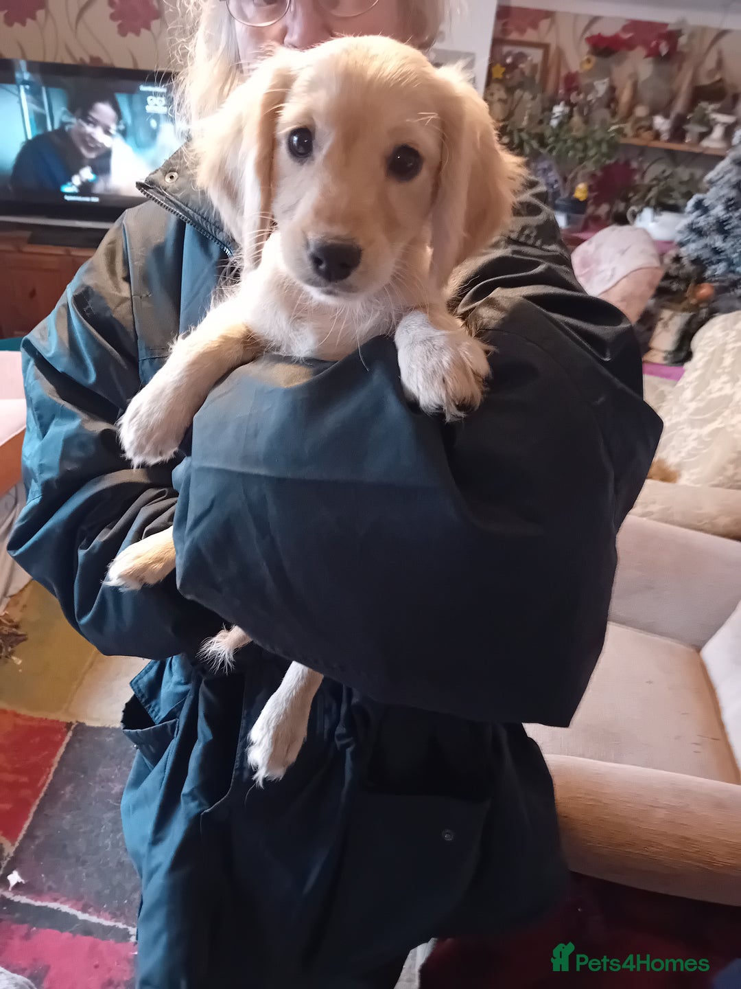 Cockapoo dogs for sale: Cocker × Cockapoo  - Advert 9