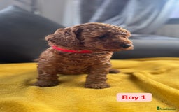 Miniature Poodle dogs for sale: Beautiful red miniature poodle KC Registered  - Image 2