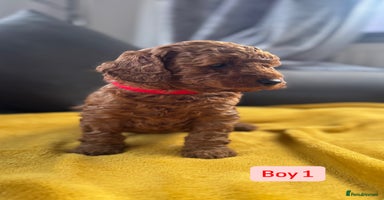 Miniature Poodle dogs - Advert 1