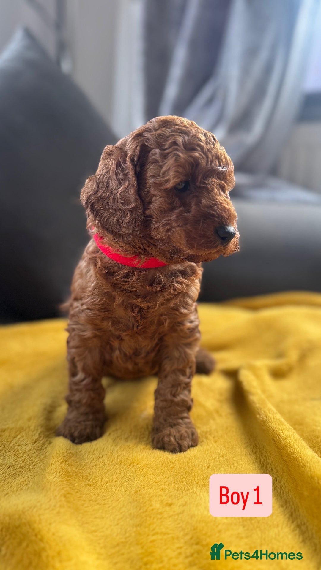 Miniature Poodle dogs for sale: Beautiful red miniature poodle KC Registered  - Image 2