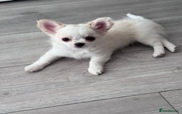 Chihuahua dogs for sale: READY 📣BEAUTIFUL LONG COAT CHIHUAHUA PUPPIES 🐶 - Image 4
