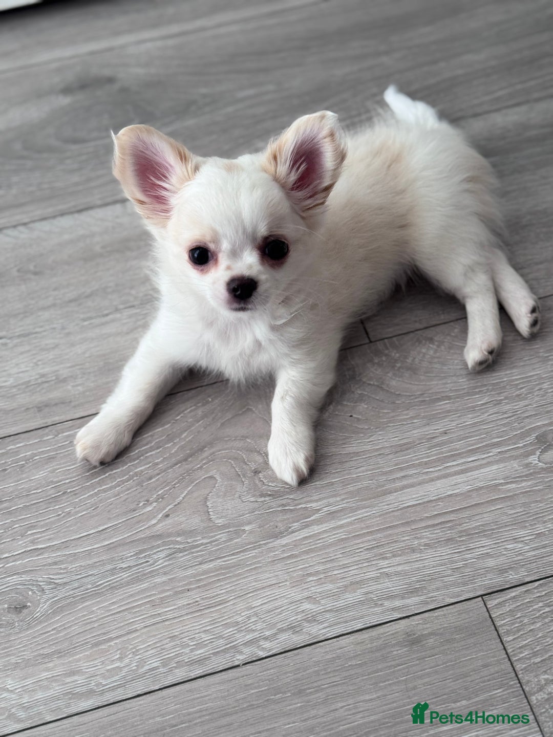 Chihuahua dogs for sale: READY 📣BEAUTIFUL LONG COAT CHIHUAHUA PUPPIES 🐶 - Image 4