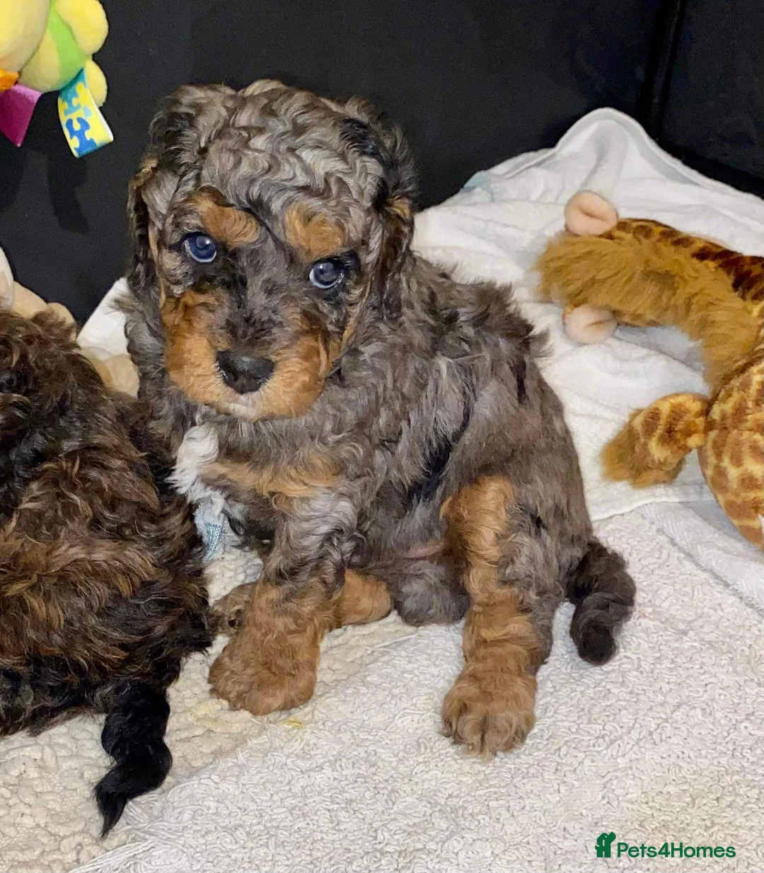 Miniature Poodle dogs for stud: RARE BLUE MERLE PHANTOM STUD in Consett - Advert 7