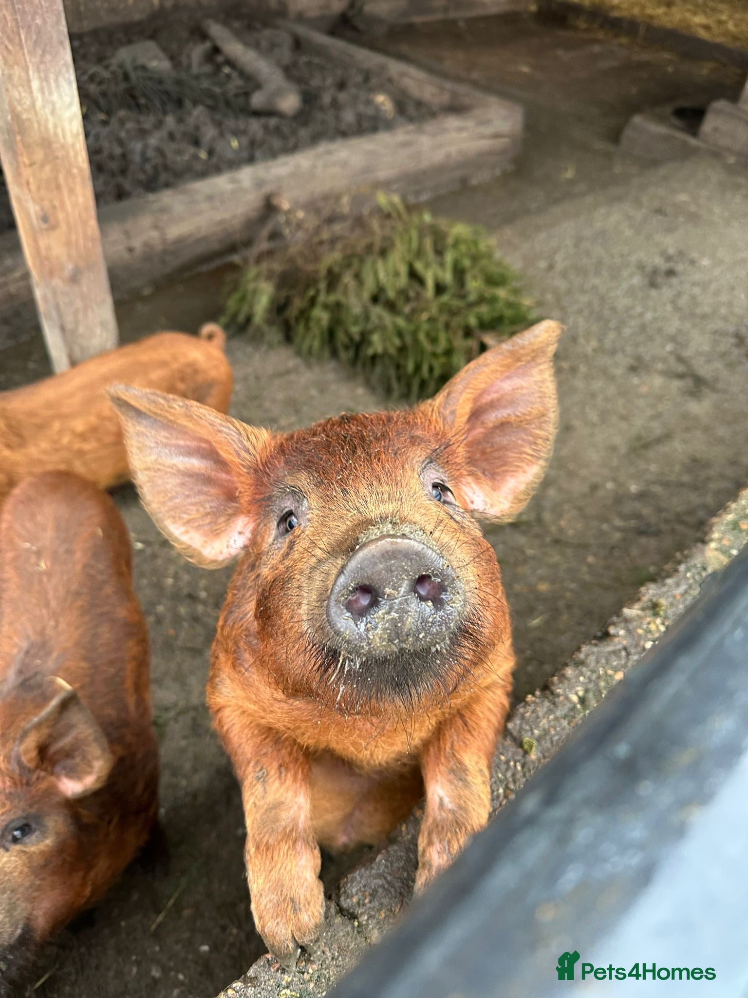 Pig livestock Piglets for sale in Tadworth  - Advert 6