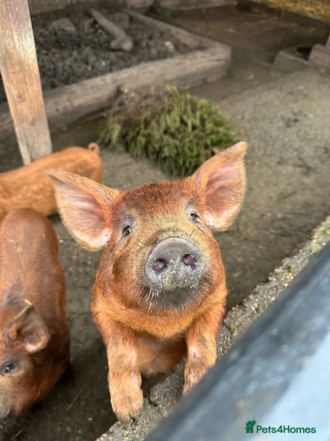 Pig livestock for sale: Piglets for sale in Tadworth  - Advert 1