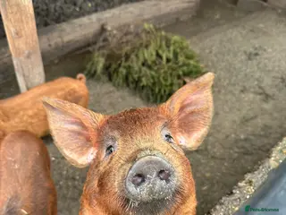 Pig livestock Piglets for sale in Tadworth - Advert 6