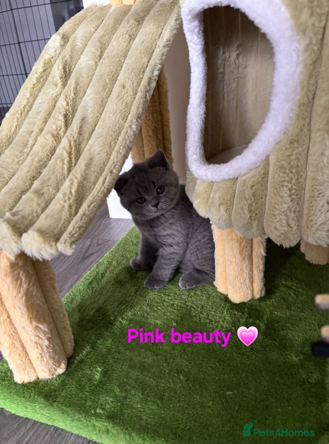 British Shorthair cats for sale: Blue British short hair kittens  in Braintree - Image 25
