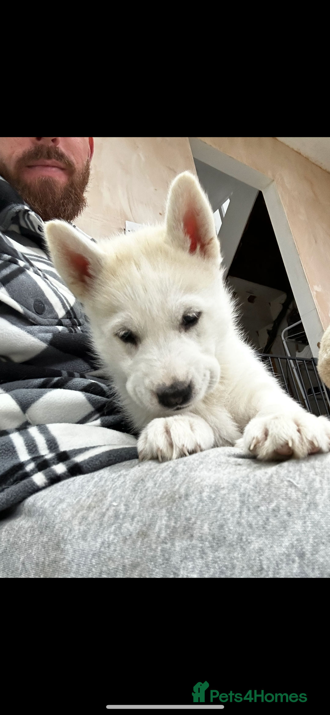 Mixed Breed dogs for sale: Siberian husky - Advert 2