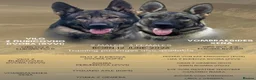 German Shepherd dogs for sale: KC GSD PUP MALE - Advert 3