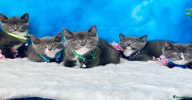 British Shorthair cats - Advert 14