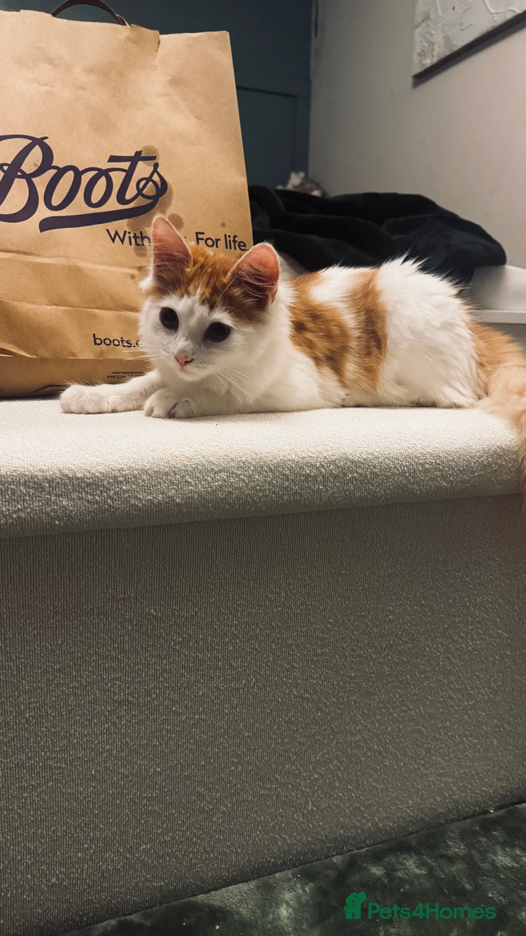 Mixed Breed cats for sale: Young male kitten looking for a loving home! - Advert 3