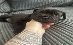 Cane Corso dogs for sale: 5 beautiful cane corso puppies nearly ready to go  - Image 5