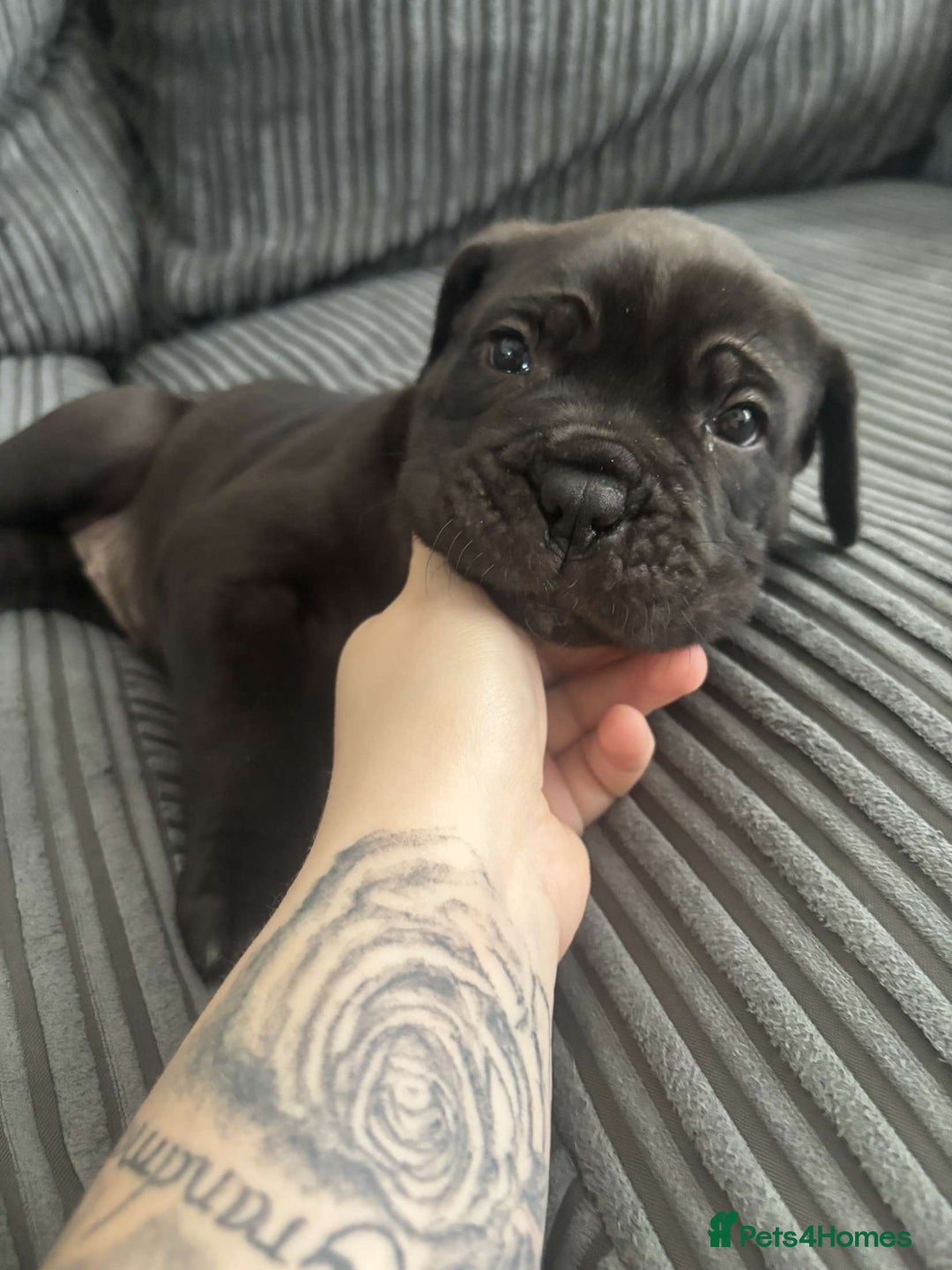 Cane Corso dogs for sale: 5 beautiful cane corso puppies nearly ready to go  - Image 5