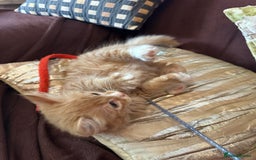 Mixed Breed cats for sale: Stunning kittens ready now - Image 3