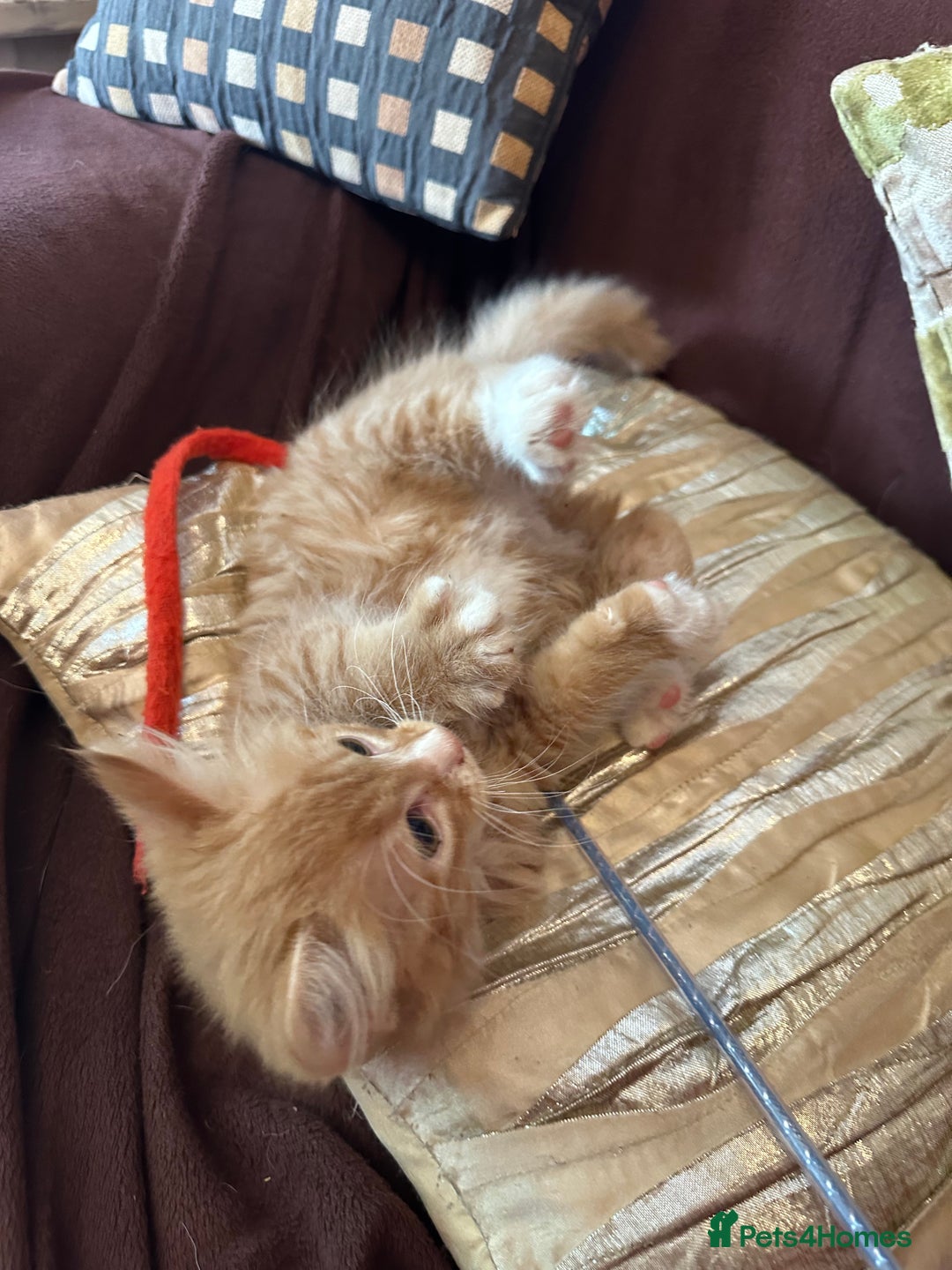 Mixed Breed cats for sale: Stunning kittens ready now - Image 3