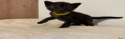 Bengal cats for sale: Pedigree Tica Bengal Kittens - Advert 36
