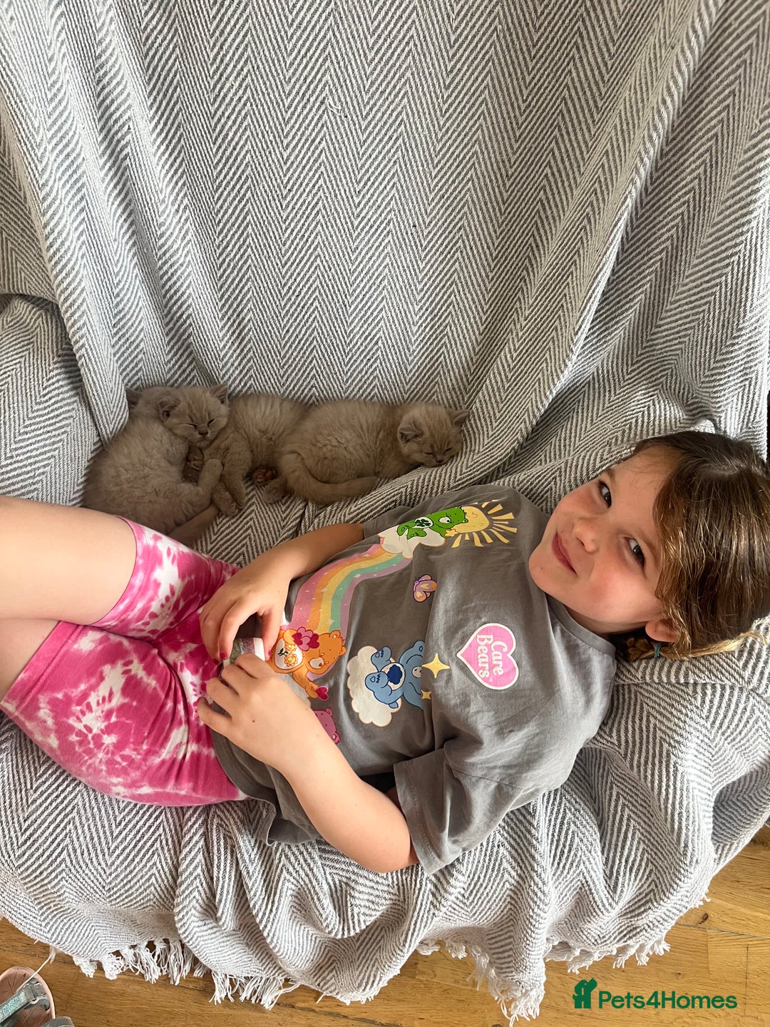 British Shorthair cats for sale: British Short Hair kittens x2 boys left  - Image 11