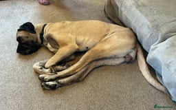 Mixed Breed dogs for sale: Dora the explorer  in Leeds - Image 2