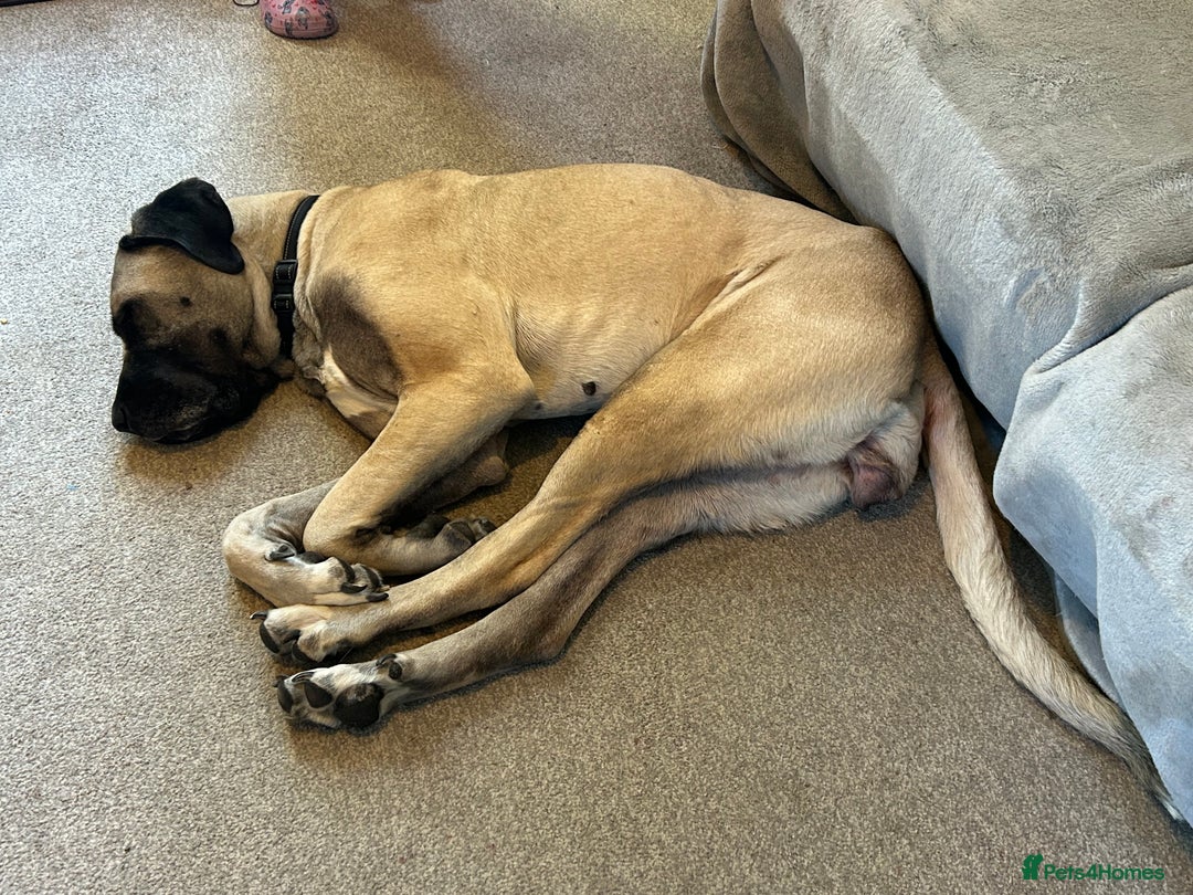 Mixed Breed dogs for sale: Dora the explorer  in Leeds - Image 2