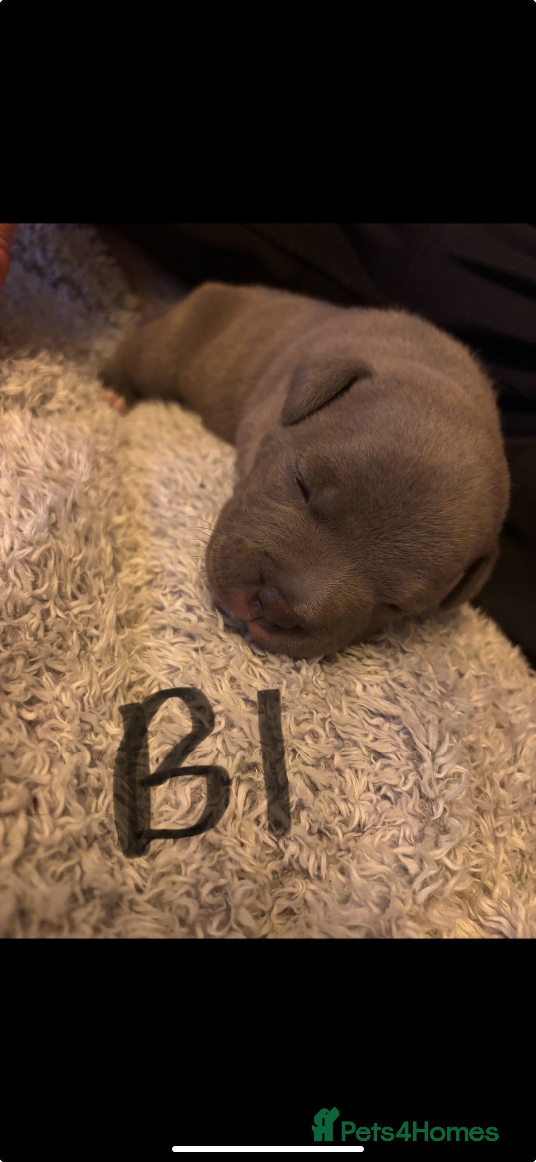 Mixed Breed dogs for sale: 4 American bulldog/staffy pups  - Advert 4