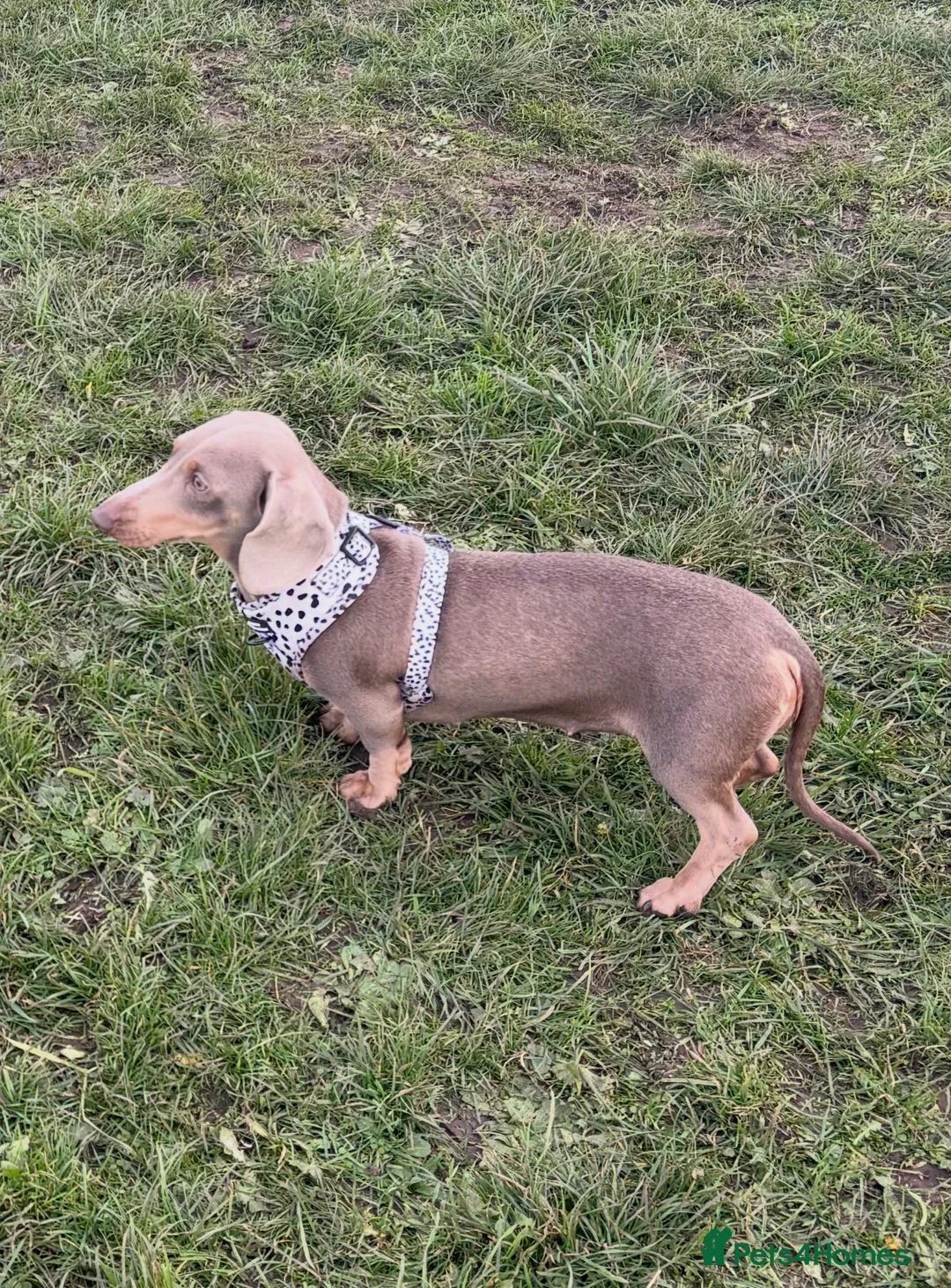 Dachshund dogs for sale: Isabella tan dachshund 3 year old  - Advert 3