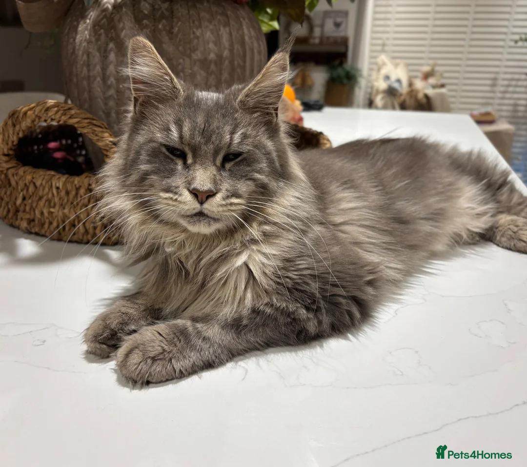 Maine Coon cats for sale: Maine coon / bangal  - Advert 2