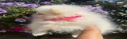 Pomeranian dogs for sale: one little girl Pomeranian puppies - Advert 3