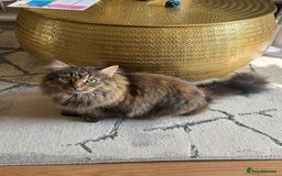 Siberian cats for sale: Siberian female cat neutered microchiped - Image 5