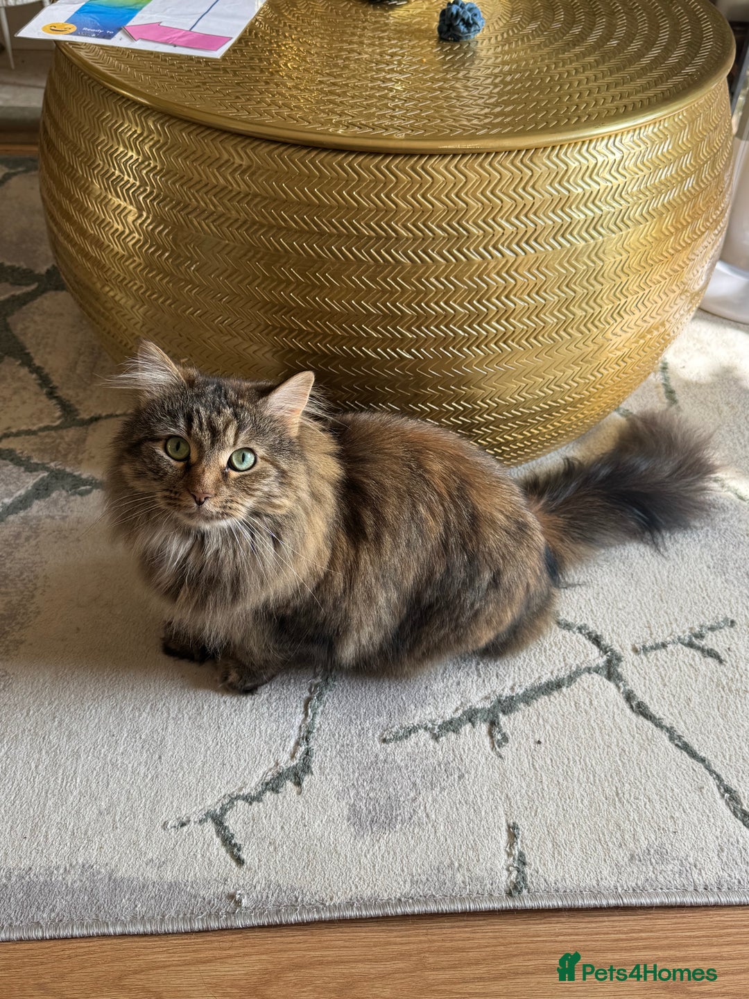 Siberian cats for sale: Siberian female cat neutered microchiped - Image 5
