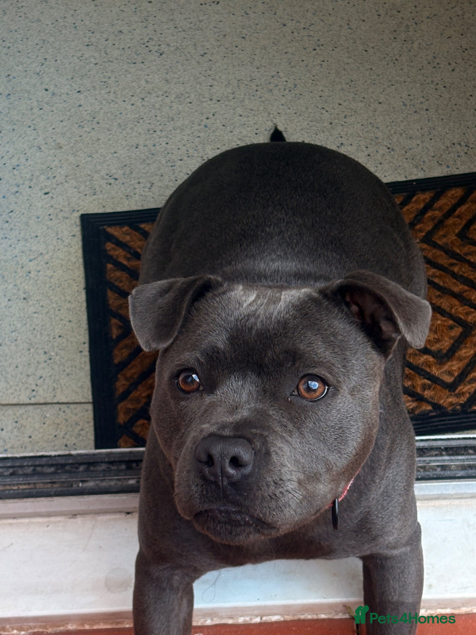 Staffordshire Bull Terrier dogs for sale: Judy the most loveable staffy 🩷🫧 - Advert 5